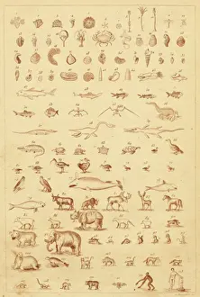 Die Evolution im Fossilien