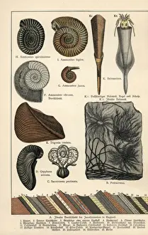 Ausgestorbene Krakenkräher, Ammoniten und Tintenfische