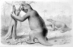 Ausgestorben / Megatherium