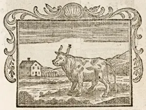 Ancient History Prints Drucke: Fable / Bull and Gnat