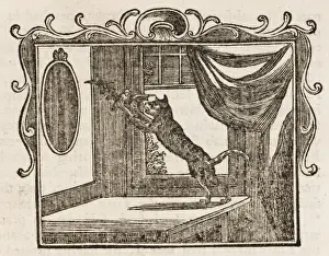 Katze und Eule