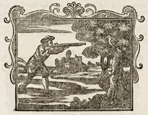 Vögel / Taube und Ameise