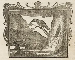 Vögel / Mäusekauz und Eichelhähnchen