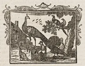 Vögelgeschichten / Der Pfaukler