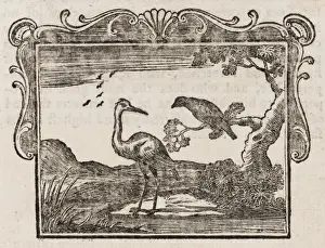 Drucke von Der Storch und der Mähnenadler Streitet ein Storch mit einem Mähnenadler darüber, wer von den Göttern am meisten gefeiert wird Äsop Drucke: Vergleich der Fabel / Storch und Krähe