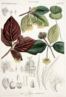 Fagus sylvatica, europäische Birke