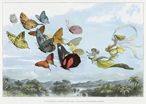 Whimsical Fairy Illustrations Drucke: Fairy Queen