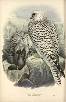 Falkenrustikolus, Gyrfalke