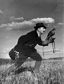 Falconerie : Fortschreiten