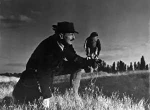 Hunting Birds Drucke: Falconry : at Rest
