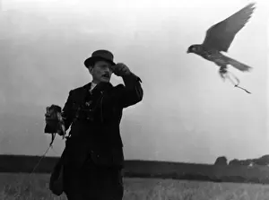 Falconerie : der Rückkehr