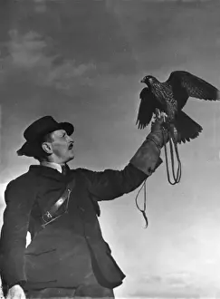 Falconerie : Auftritt