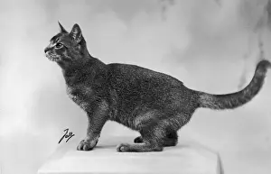 Abyssinian Cat Breed Drucke: Fall / Abyssinian / 1936