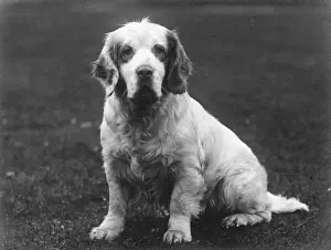 Drucke von Sandringham-Schönling von Breyd durch König Georg V geboren, gehört zu Kommandant E.Welman. Datum 1936 Spaniel Clumber Drucke: Fell/Clummerspanielle/36