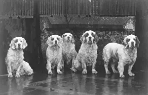 Drucke von Ein Hunderott aus der Klasse Spaniel, darunter SANDRINGHAM SWING, gehörte zur Gruppe von Clumber spaniels und wurde vom König Georg V besessen und gezüchtet. Aufgenommen im Sandringham Kennel Gundog Drucke: Fell/Clumber-Spanieler/36