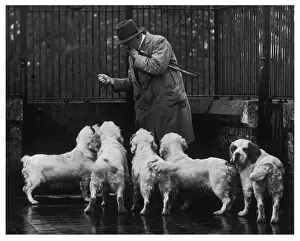 Drucke von Herr Alfried Higgins, Königshaus-Kennelmann seit 1925 mit einer Gruppe von Spaniellen Klummersandringhams. Eigentümer und Zuchtmeister des Königs Georg V. Fotografiert in Sandringham Verwandte Bilder Drucke: Fellhund Clumber Spanielspanne 36
