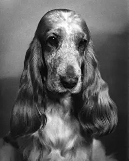 Fall Season Dogs Drucke: Fall / Cocker Spaniel / 1968
