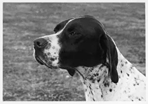 Drucke von Champion Chimings Belge Crufts Best in Show 1958 Besitz von Frau M Bowman Gezücht durch Frau W Parkinson Leber und Weiß, gezeugt mit Ch. Hereby im Royal Flush Zeiger Drucke: Crufts-Fall 1958 - Pointers