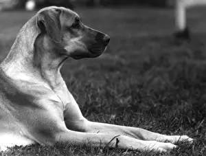 Autumn Dog Portraits Drucke: Fall / Great Dane / 1934