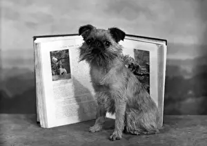 Fall Dog Photos Drucke: Fall / Griffon / With Book