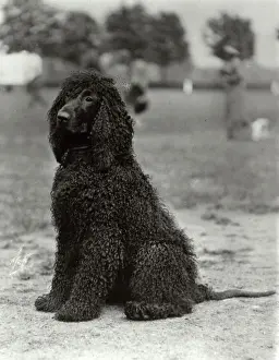 Fall Dog Photos Drucke: Fall / Irish Water Spaniel