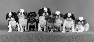 Fall, K.C.-Spaniel, 1977