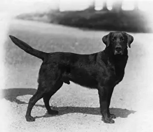 Rare Dog Breeds Pictures Drucke: Fall / Labrador / 1924