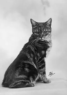 Drucke von Ein Manrex Katze sitzt herunter, sodass Sie wirklich nicht sehen können, dass es keine Schwanz hat Manx Drucke: Fall Manx Katze 1936