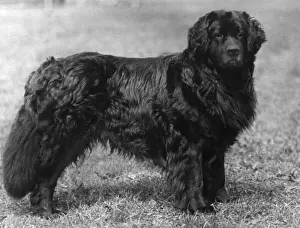 Rare Dog Breeds List Drucke: Fall / Newfoundland / 1934