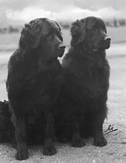 Drucke von Japhet von Middleham und Hecate von Middleham Sitzen zusammen Besitzerin: Topham Neufundland Drucke: Fall/Neufundland/1938