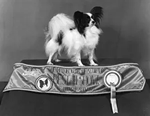 Fall Dog Show Winner Drucke: Fall / Papillon / 1977