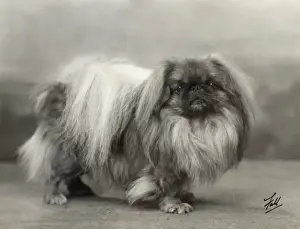 Drucke von Champion Yu-fuh von Aldernbourne Hund der Frau Ashton Spielzeug Drucke: Pekingeser, Fall, 1932