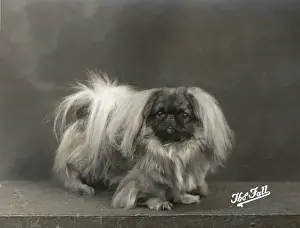 Pekingese Dog Breed Drucke: Fall / Pekingese / 1937