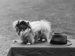 Retro Animal Images Drucke: Fall / Pekingese / 1949