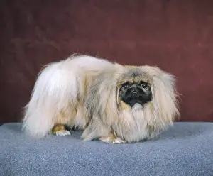 Pekingese Dog Drucke: Fall / Pekingese / 1971