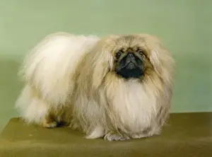 Pekingese Dog Breed Drucke: Fall / Pekingese / 1977