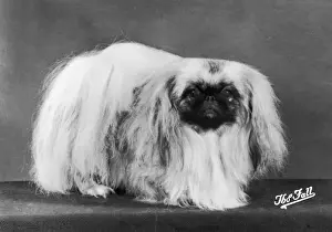 Pekingese Dog Breed Drucke: Fall / Pekingese / 1980