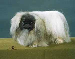 Pekingese Dog Breed Drucke: Fall / Pekingese / 1990