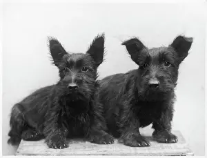 Drucke von Zwei ängstliche aussehende schwarze Schottische Puppies Scottish Terrier Drucke: Fall/Scottish Territory/1933