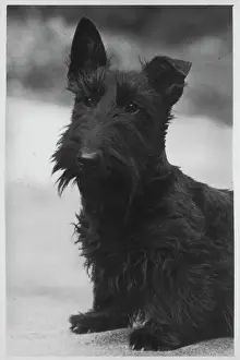 Drucke von Führungsstudium eines unbenannten Schottis mit einem lockigen Ohr. Besitzerin: Cross Scottish Terrier Drucke: Fallschirmjäger-Scottland-Territorialdivision 1939
