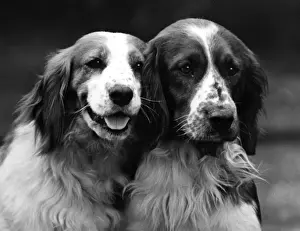 Champion Dog Breeds Drucke: Fall / Welsh Springer / 1934