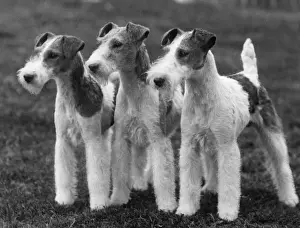 Fell/Wir-Foxterrier/37