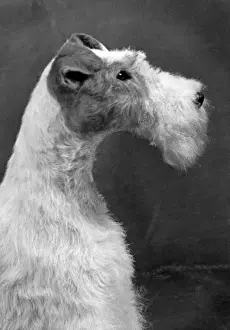 Drucke von Champion Torrard Susan Eigentümer Haisan Kopfstudie Datum 1954 Terrier Drucke: Fallschirmhund Wirschingterrier 54