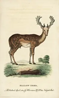 Naturalists Pocket Magazine Prints Drucke: Fallow deer, Dama dama