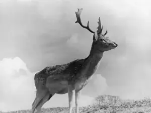 Male Fallow Deer Portrait Drucke: Fallow Deer Stag
