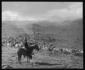 Argentine Cowboy Drucke: Farming in Argentina