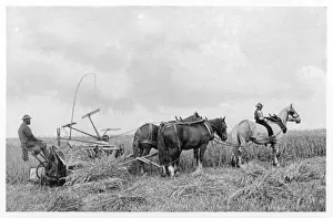 Agricultural Landscape Art Drucke: Farming / Reaping 1899