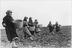 Farming During Wartime Drucke: Farming in Russia