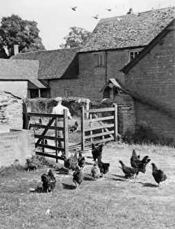 Farming In Britain Drucke: Farmyard Hens