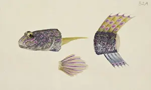 Drucke von Platte 32A aus zoologischen Zeichnungen von Ferdinand Bauer. Studienverdauung des Kopfes, Körpers und Schwanz Grundel Drucke: Favonigobius sp.-Gurkeglockenfisch